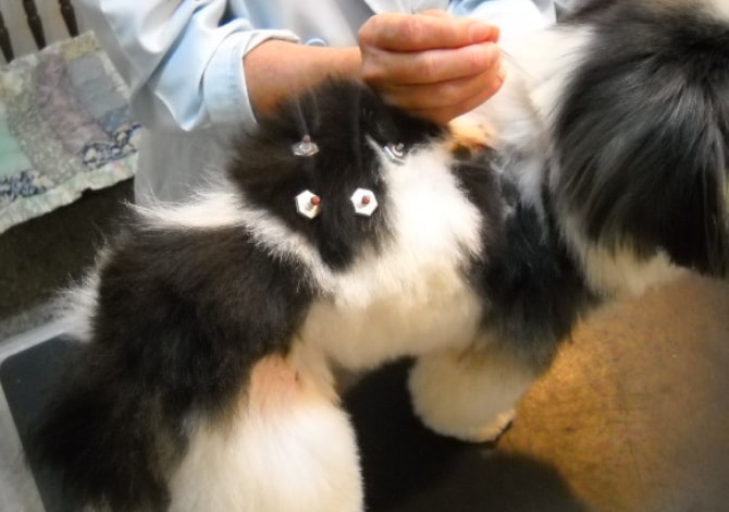 犬猫の鍼灸治療
